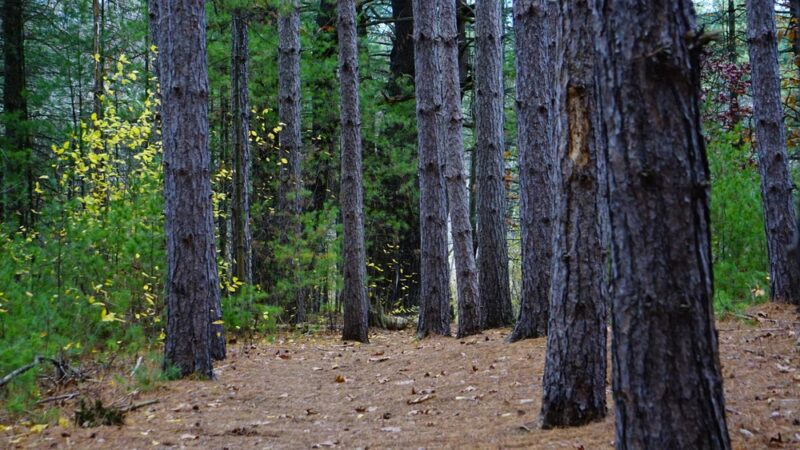 Carding Mill Pond - Sudbury, MA