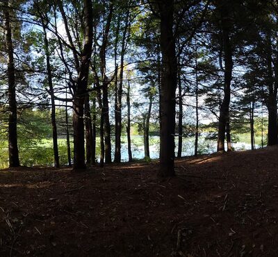 Carding Mill Pond - Sudbury, MA
