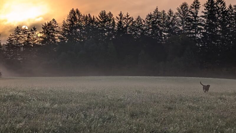 Davis Field & Davis Farm Conservation Areay - Sudbury, MA