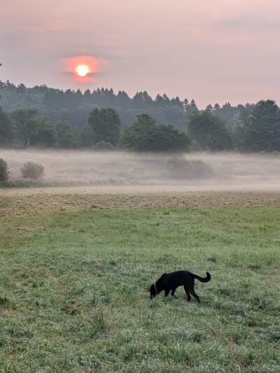 Davis Field & Davis Farm Conservation Areay - Sudbury, MA