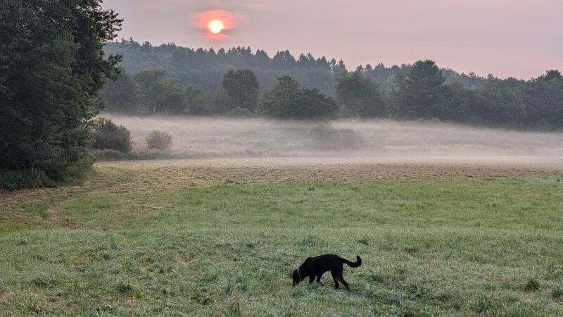 Davis Field & Davis Farm Conservation Areay - Sudbury, MA