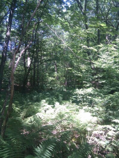 Feeley Field - Sudbury, MA
