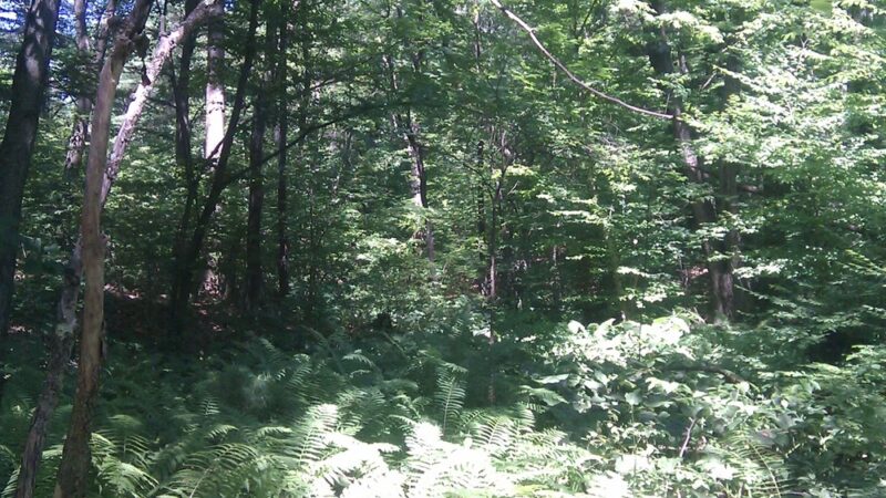 Feeley Field - Sudbury, MA