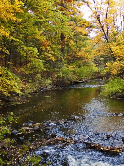 Haynes Meadow - Sudbury, MA