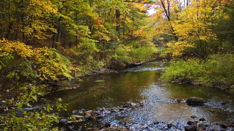 Haynes Meadow - Sudbury, MA