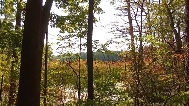 Hopbrook Marsh Conservation Land parking - Sudbury, MA
