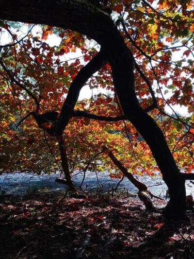 Hopbrook Marsh Conservation Land parking - Sudbury, MA