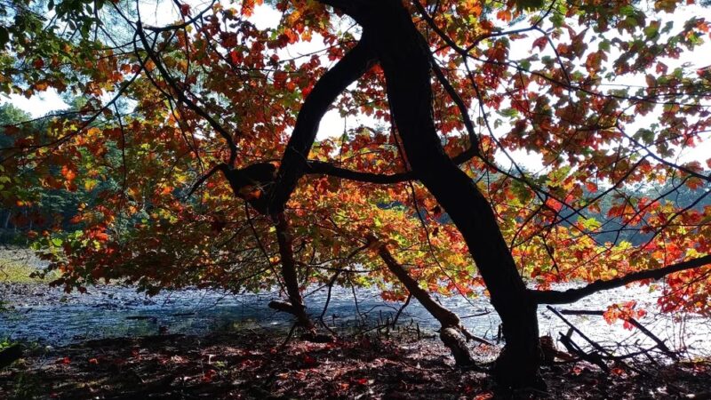 Hopbrook Marsh Conservation Land parking - Sudbury, MA