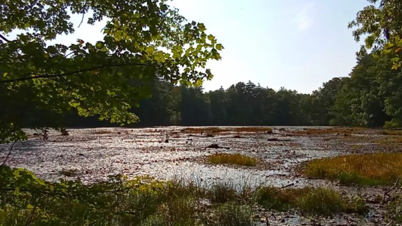 Hopbrook Marsh Conservation Land parking - Sudbury, MA