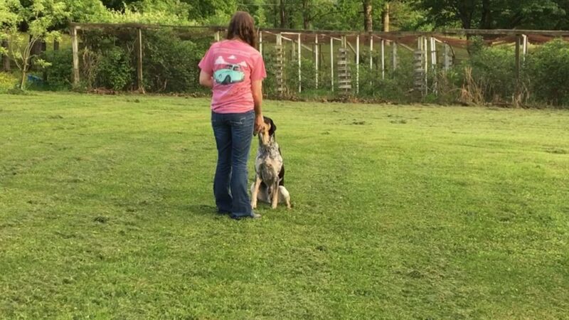 Appalachian Canine Coaching - Sugar Grove, VA
