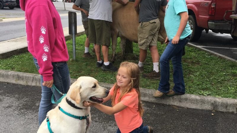 Appalachian Canine Coaching - Sugar Grove, VA