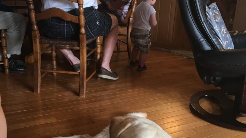Appalachian Canine Coaching - Sugar Grove, VA
