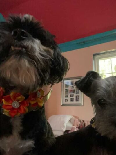 New Territory Dog Park - Sugar Land, TX