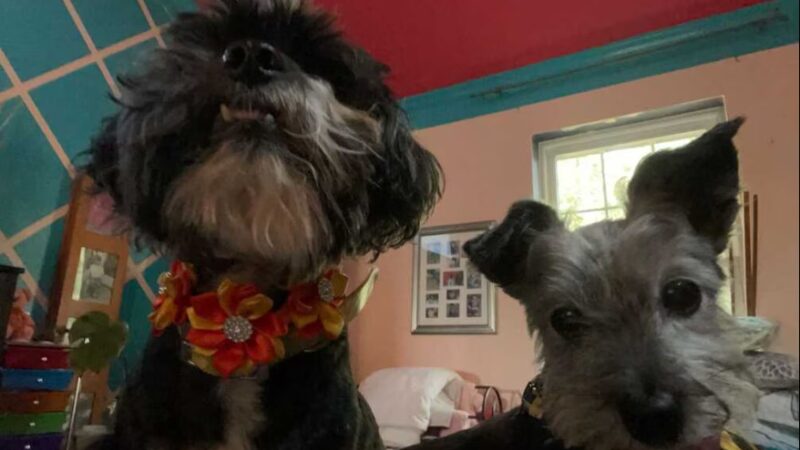 New Territory Dog Park - Sugar Land, TX