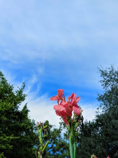 Oaks of Alcorn Park - Sugar Land, TX