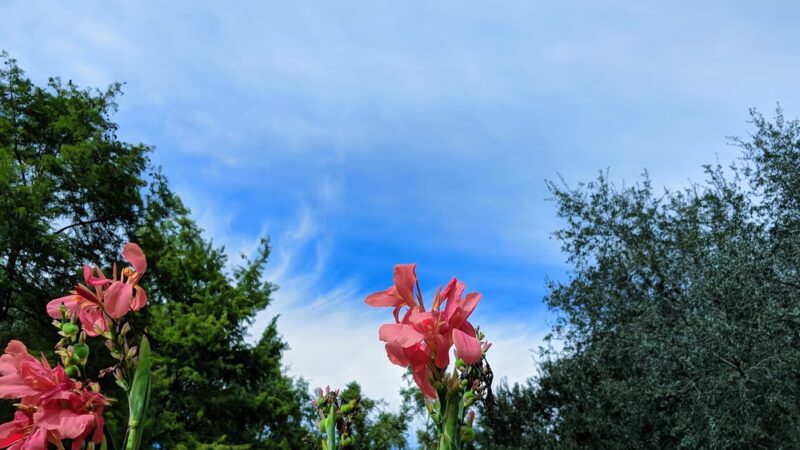 Oaks of Alcorn Park - Sugar Land, TX