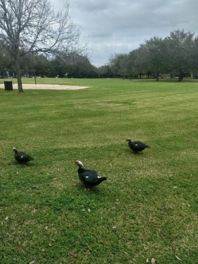 Sugar Lakes Park - Sugar Land, TX
