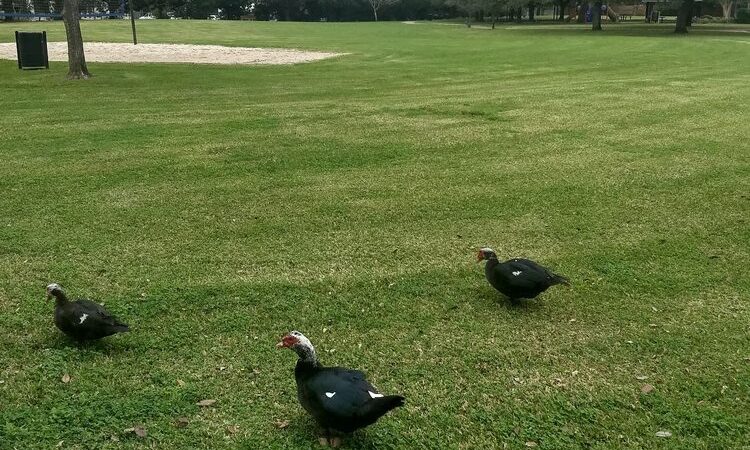 Sugar Lakes Park - Sugar Land, TX