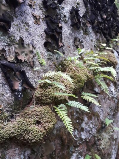 Long Ledges Preserve - Frenchman Bay Conservancy - Sullivan, ME