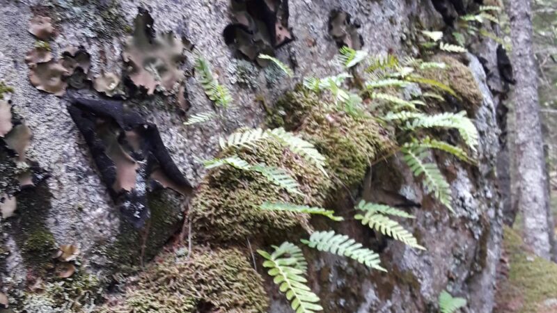 Long Ledges Preserve - Frenchman Bay Conservancy - Sullivan, ME