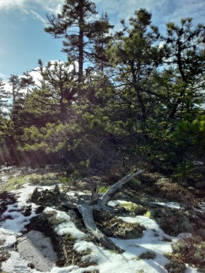 Long Ledges Preserve - Frenchman Bay Conservancy - Sullivan, ME