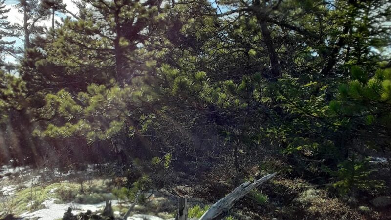 Long Ledges Preserve - Frenchman Bay Conservancy - Sullivan, ME