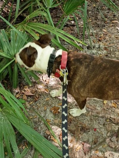 Ashley River Park - Dog Park - Summerville, SC