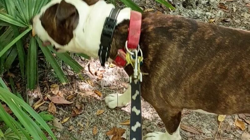 Ashley River Park - Dog Park - Summerville, SC