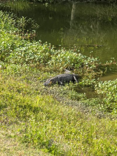 Ashley River Park - Dog Park - Summerville, SC