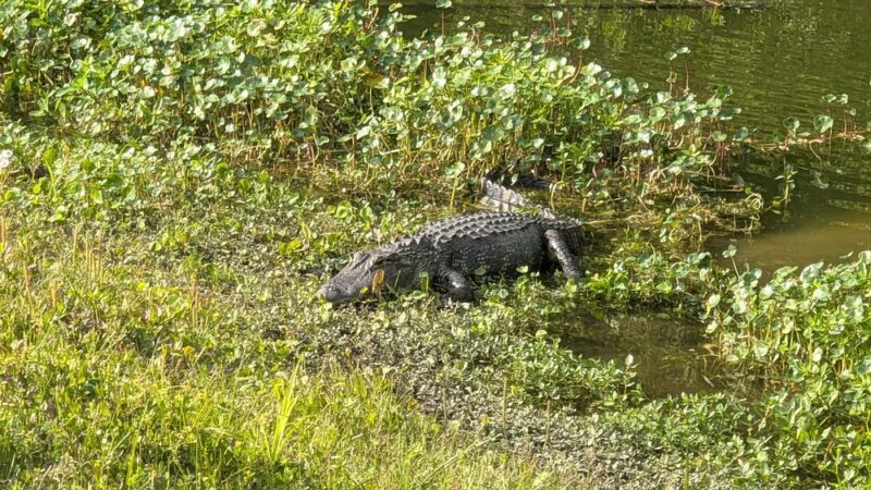 Ashley River Park - Dog Park - Summerville, SC