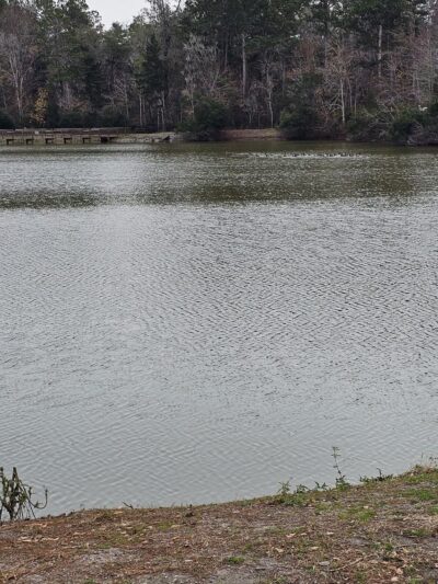 Ashley River Park - Dog Park - Summerville, SC