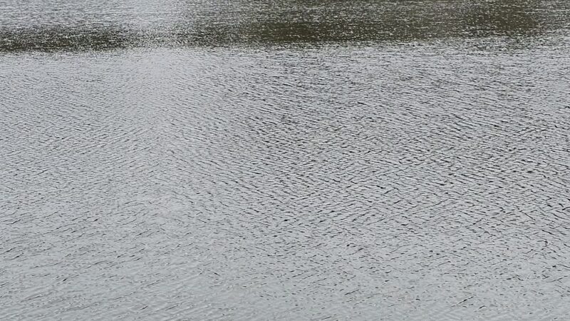 Ashley River Park - Dog Park - Summerville, SC