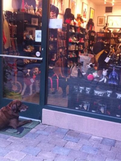 Sun Valley Dog - Sun Valley, ID