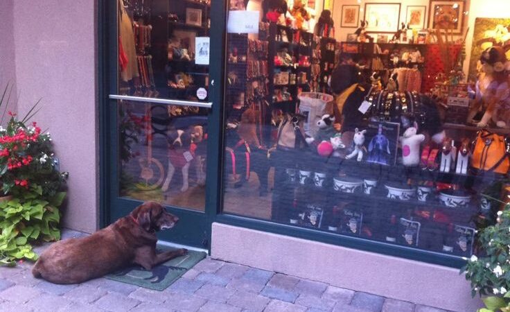 Sun Valley Dog - Sun Valley, ID