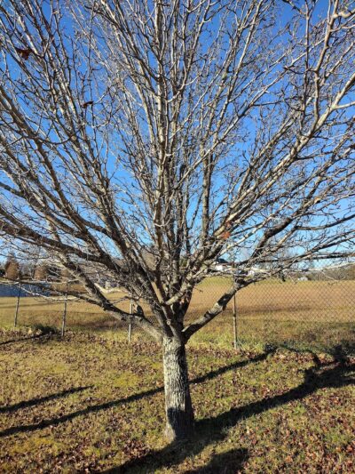 Sunbright City Park - Sunbright, TN
