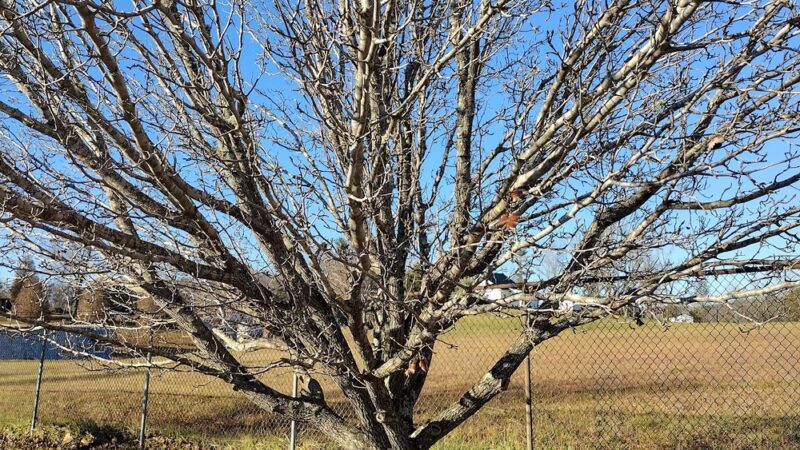 Sunbright City Park - Sunbright, TN