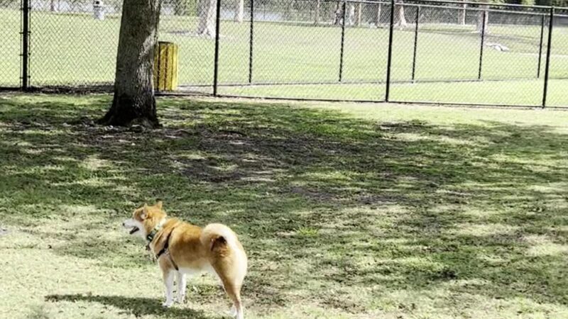 Barkham at Markham - Sunrise, FL