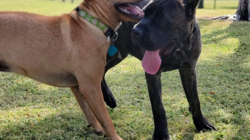 Barkham at Markham - Sunrise, FL