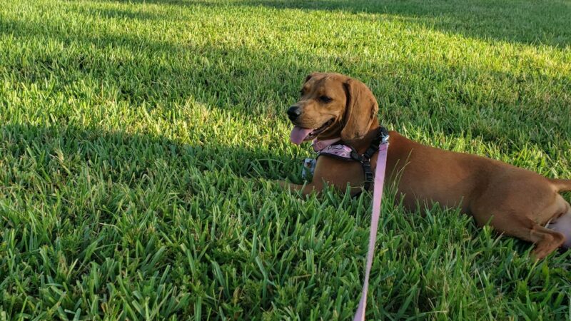 Barkham at Markham - Sunrise, FL