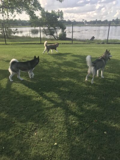 Big Dogs Area - Sunrise, FL