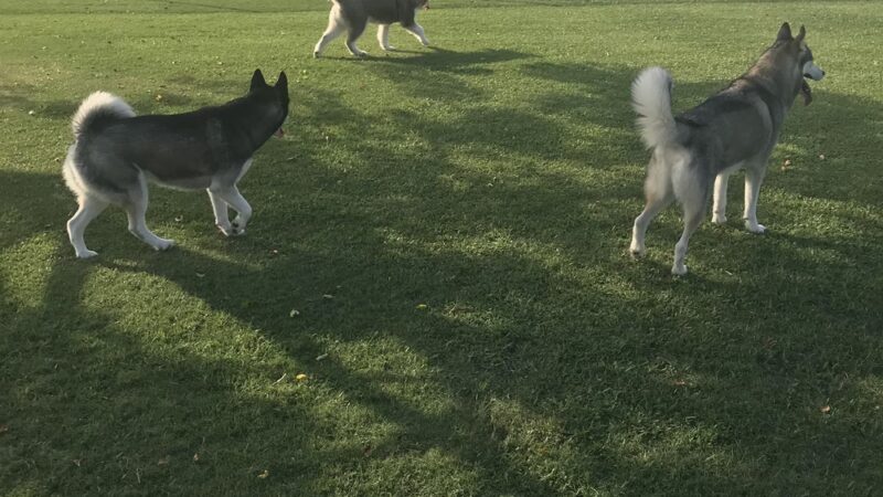 Big Dogs Area - Sunrise, FL