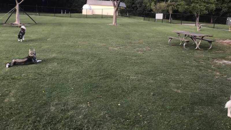 Big Dogs Area - Sunrise, FL