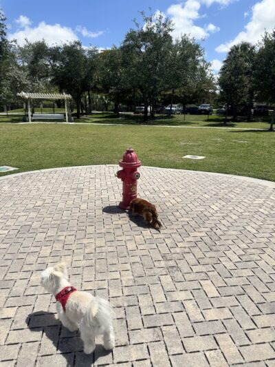 Pawgrass at Welleby Park - Sunrise, FL