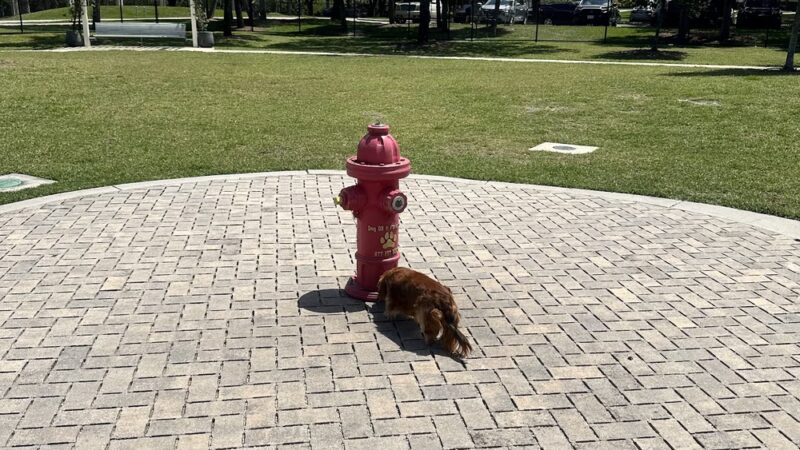 Pawgrass at Welleby Park - Sunrise, FL