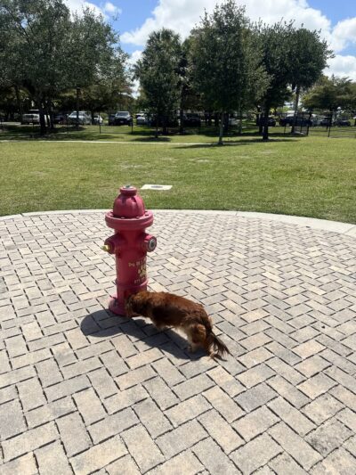 Pawgrass at Welleby Park - Sunrise, FL