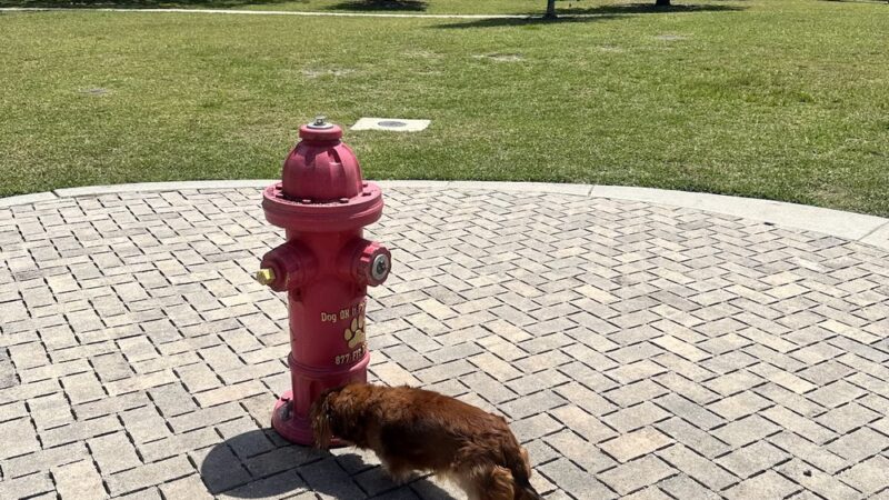 Pawgrass at Welleby Park - Sunrise, FL