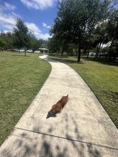 Pawgrass at Welleby Park - Sunrise, FL