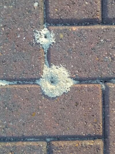 St. Gabriel Levee Trailhead - Sunshine, LA