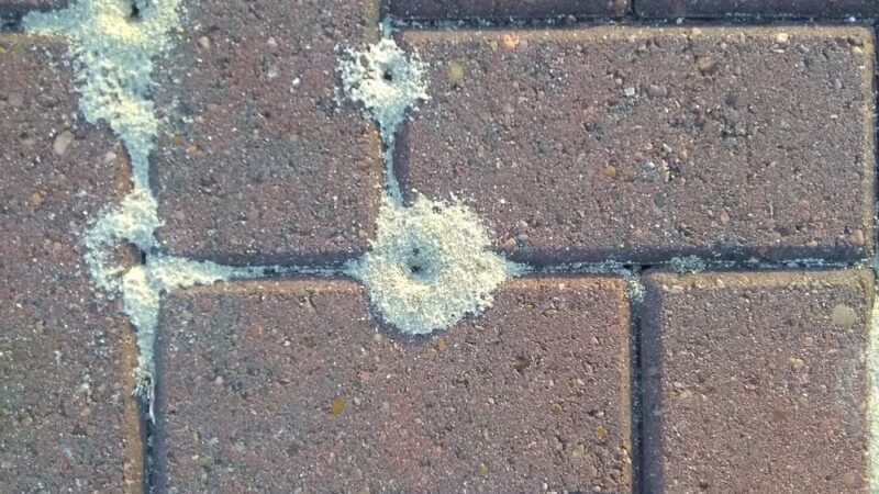 St. Gabriel Levee Trailhead - Sunshine, LA