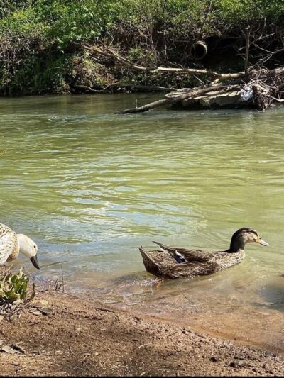 Duck Park - Sweetwater, TN